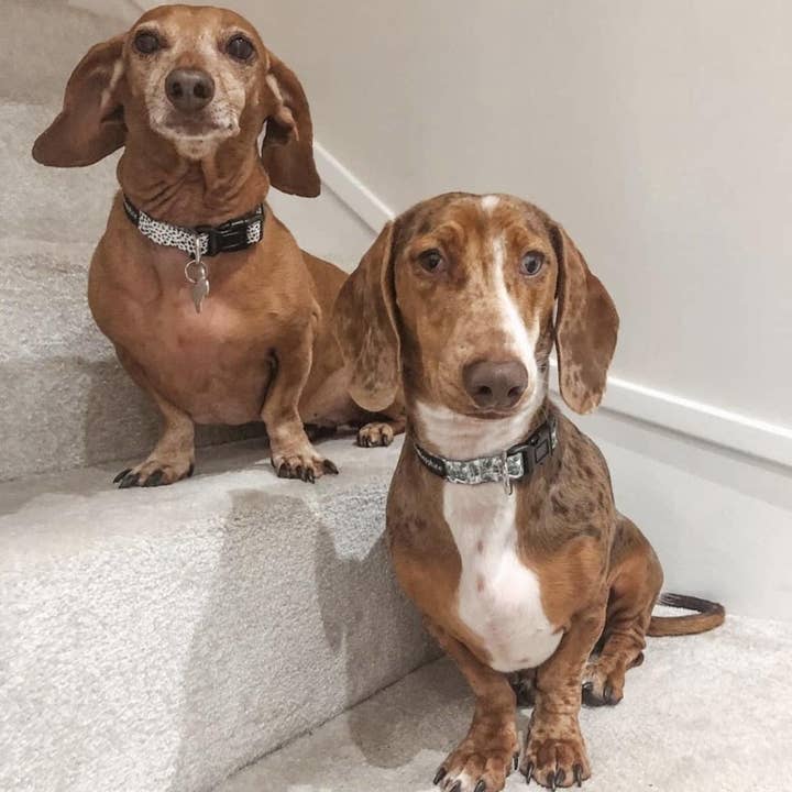 Green Plant Print 'Botanical Bella' Dog Collar for wholesale by Sidney and Sapphire