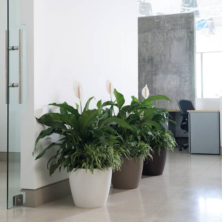 Lot de 4 pots pour plantes d'intérieur modernes Eva (sans trous de drainage) pour la vente par Crescent Garden
