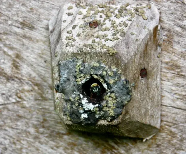 Zayti L.T.D.M - Wholesale Honey - PRECIOUS MELIPONA HONEY (ORGANIC): 300G JAR - SCAPTOTRIGONA8