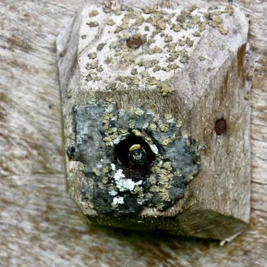 Zayti L.T.D.M - Wholesale Honey - PRECIOUS MELIPONA HONEY (ORGANIC): 300G JAR - SCAPTOTRIGONA8