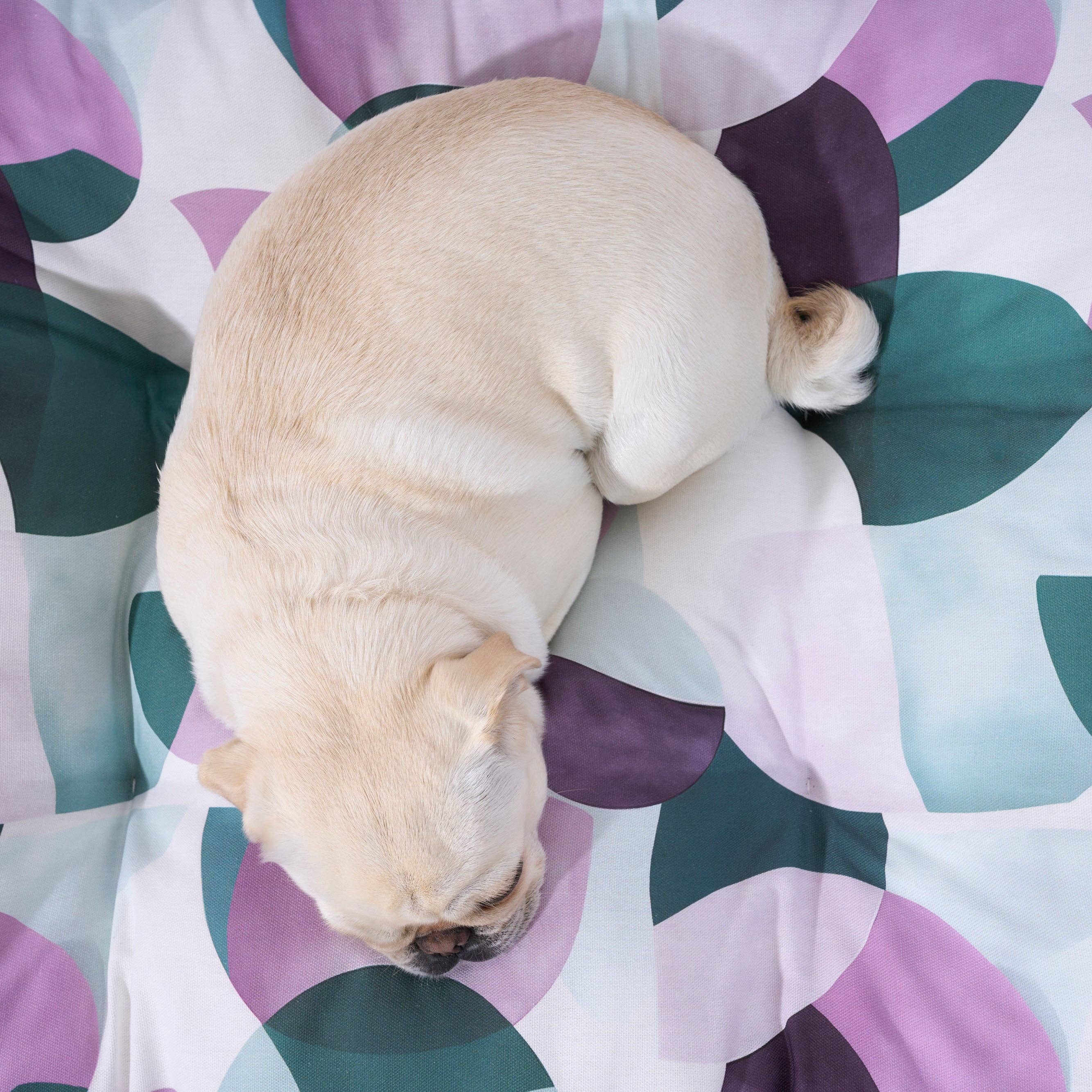 SG HOGAR - Vente Panier – chien - Panier pour animaux York Lilac 100 % coton, résistant aux taches5