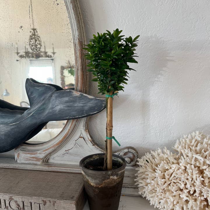 Live Euonymus Topiary in 4 inch pot for wholesale by Sunrise Topiaries