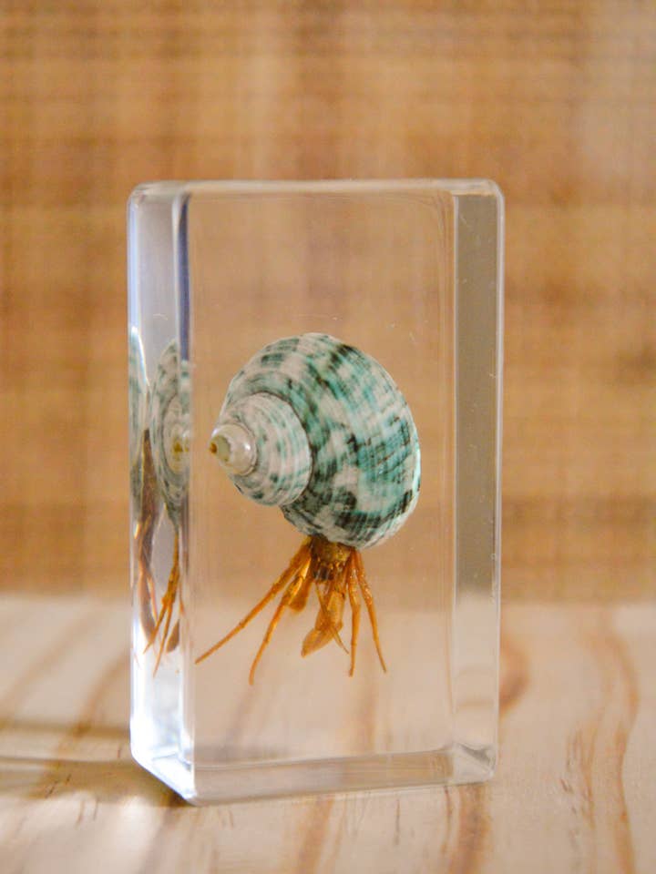 Eremitkrebsprøve for engroshandel hos Our Earth Life