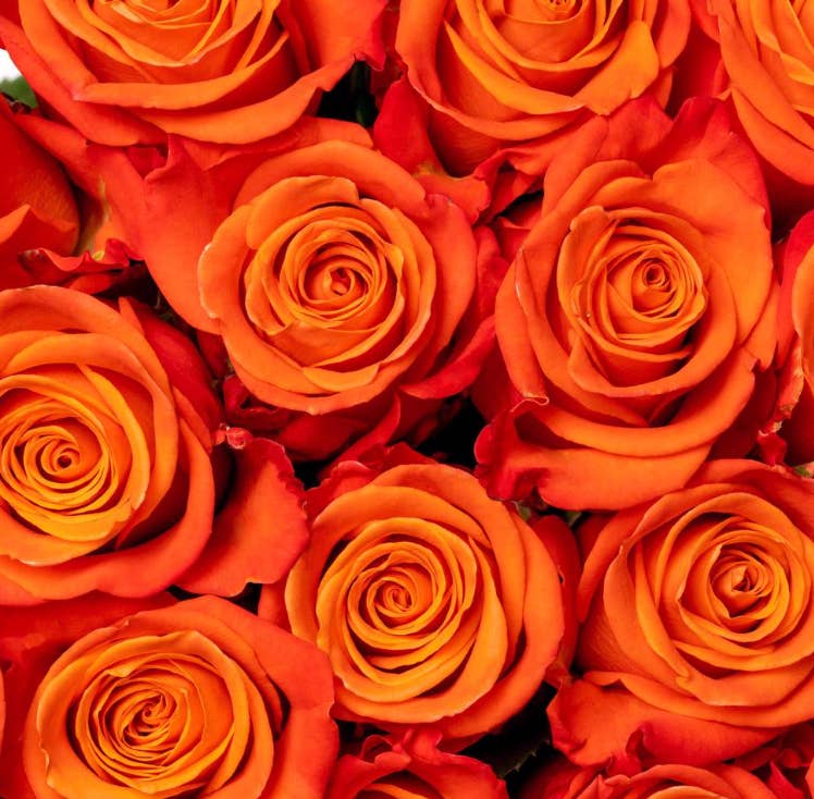 Florasource - Wholesale Fresh Cut Flowers - Assorted Roses 300 Stems Growers Assortment BULK BOX