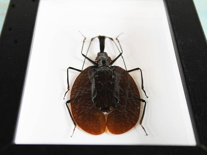 Newman Art Designs – wholesale Dimensionell/3D-väggkonst – Violinbagge i en ram2