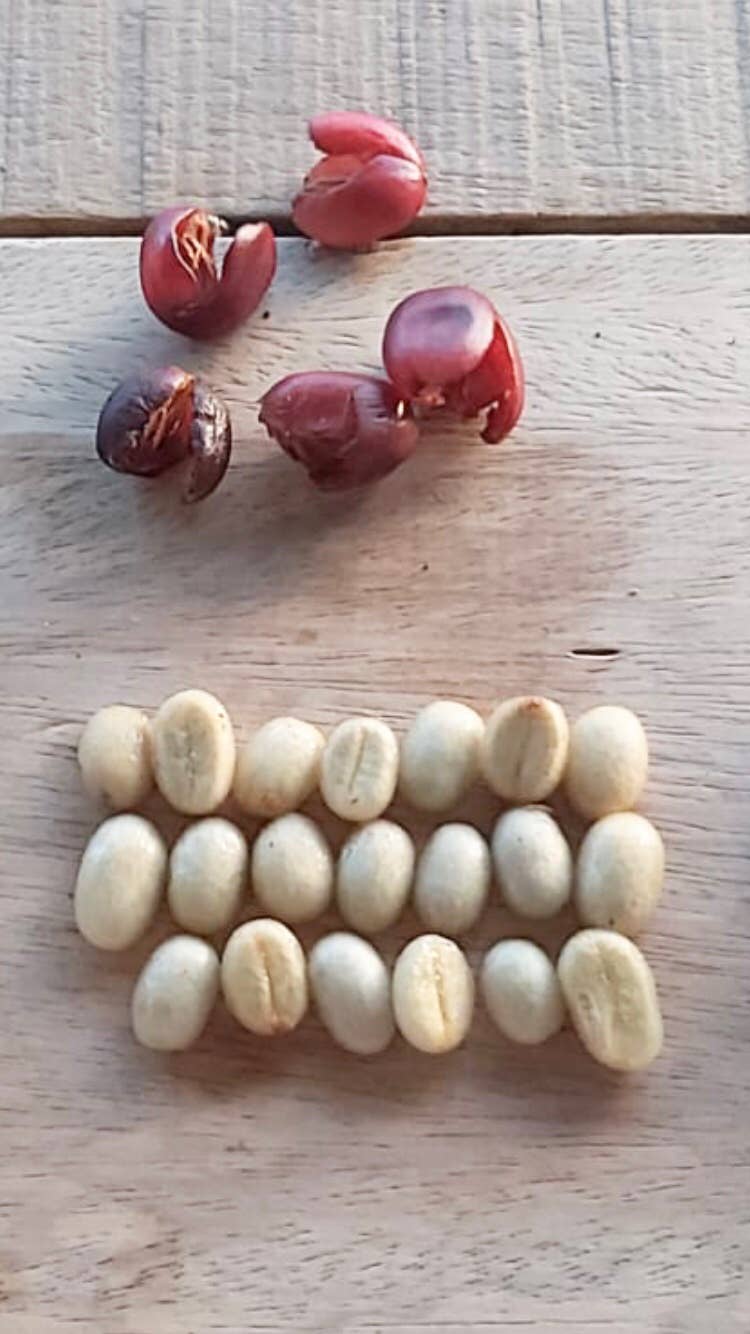 Café Las Margaritas - Wholesale Coffee Beans - Specialty Coffee 4x250g Honey & 4x250g Natural GRAIN9