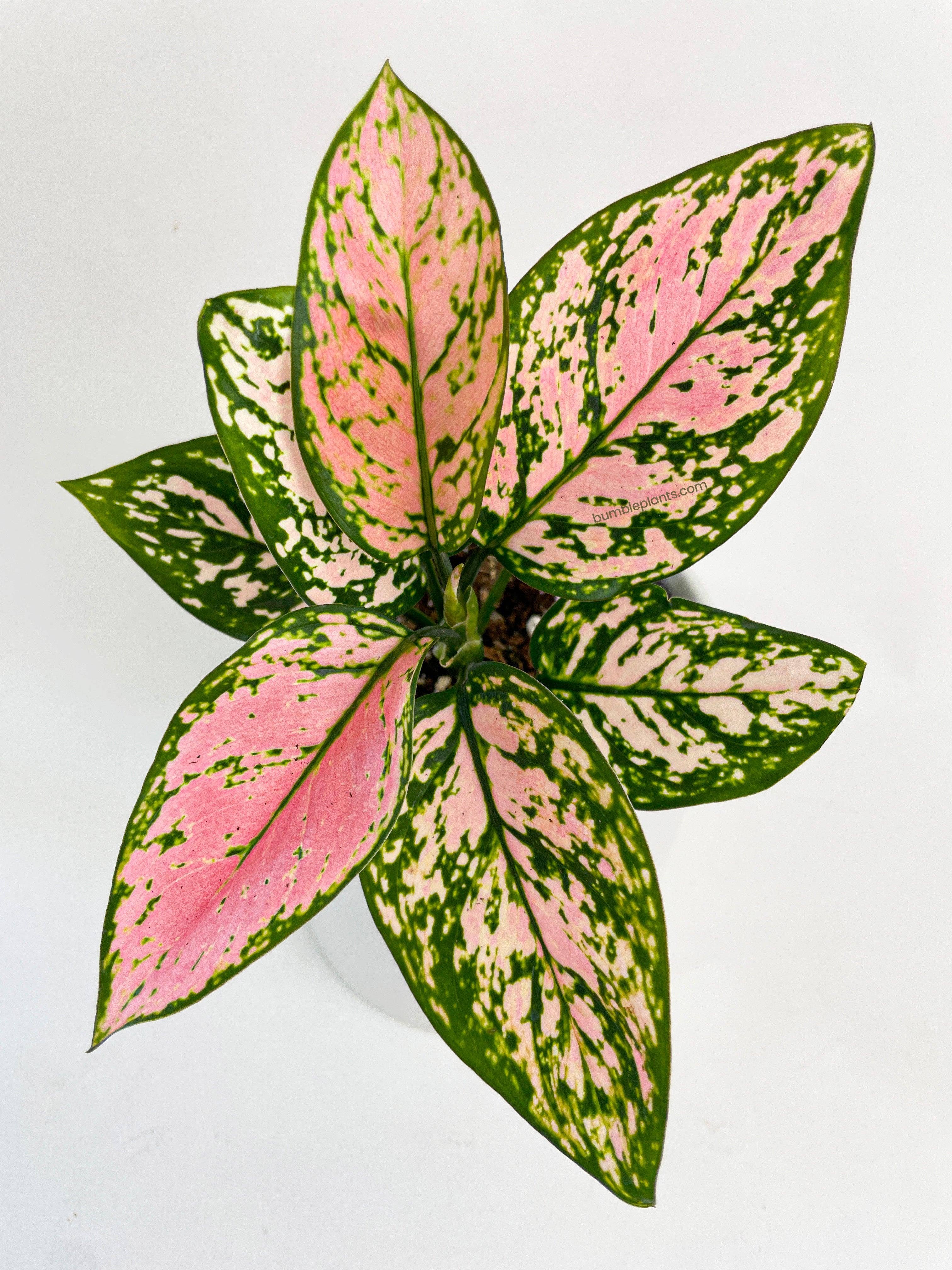 Bumble Plants - Wholesale Live Plant - Aglaonema Cherry Anyanmanee 'Lady Valentine'7