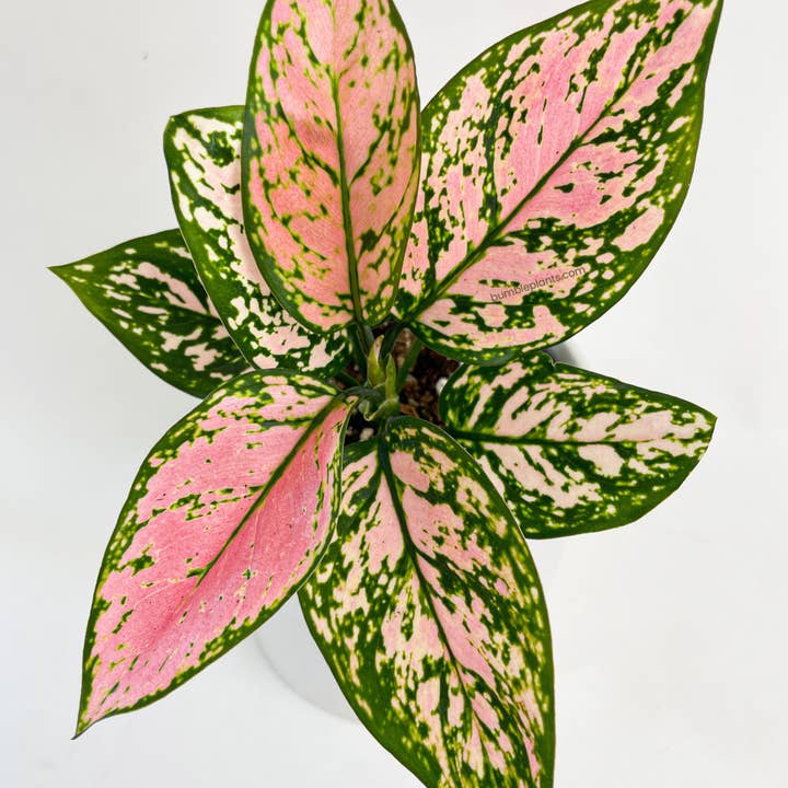 Bumble Plants - Wholesale Live Plant - Aglaonema Cherry Anyanmanee 'Lady Valentine'7