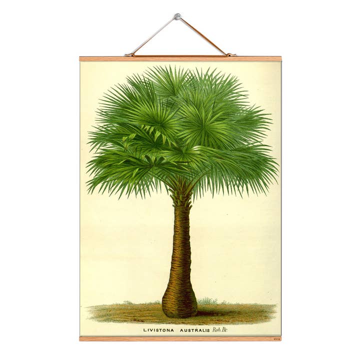 Rulla bild illustration # 204/Austral. Gamla Livingstone palm för wholesale av Eicie