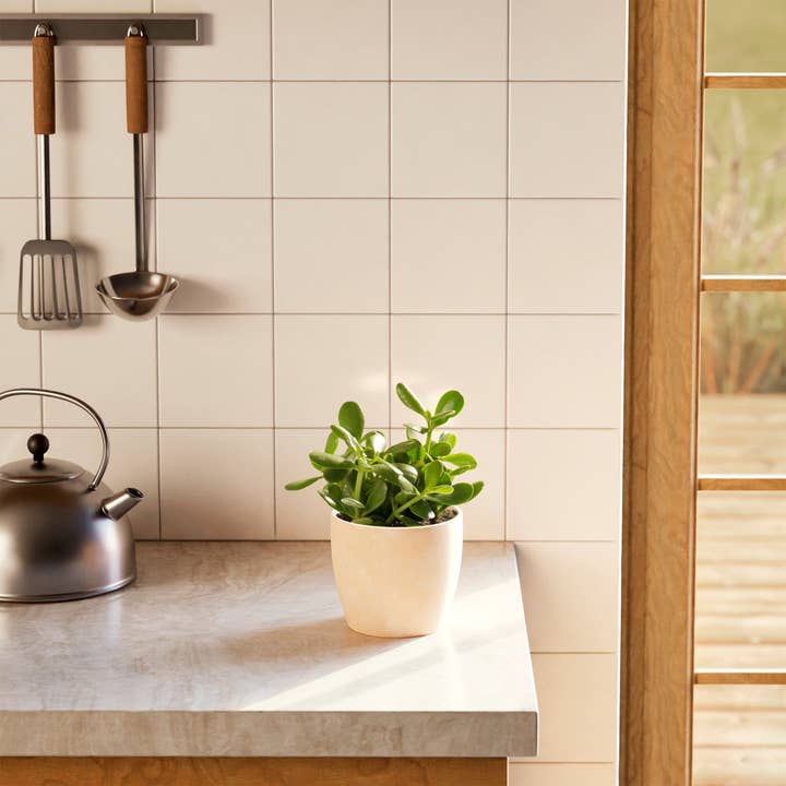 Lively Root - Wholesale Live Plant - Jade Plant22