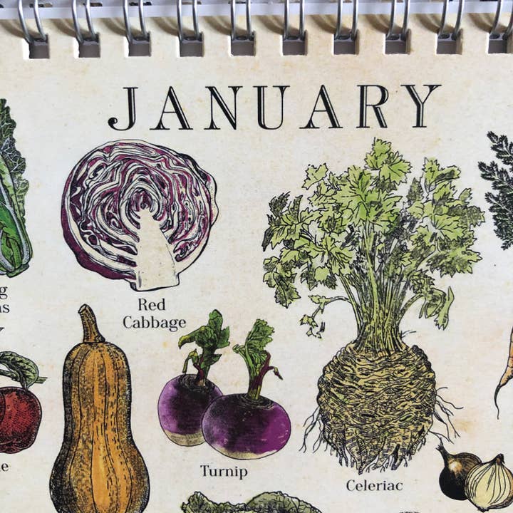 Hannah Turpin Designs - Wholesale Calendar - Seasonal calendar, Fruit and Veg Monthly Desk Calendar (UK F