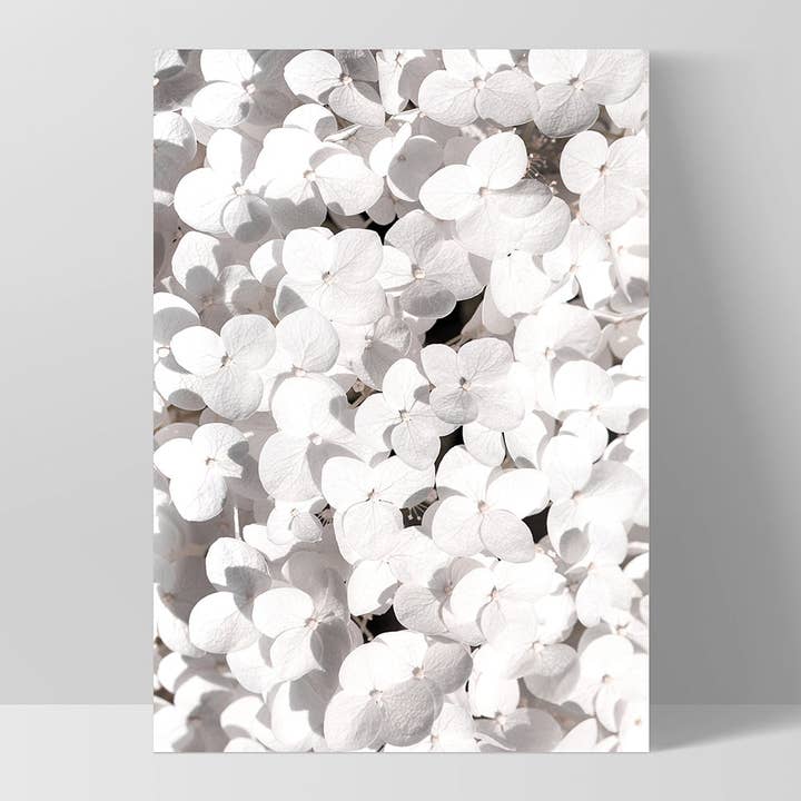 PRINT AND PROPER - Wholesale Art print - White Hydrangea Blooms Poster. Floral Wall Art Print white