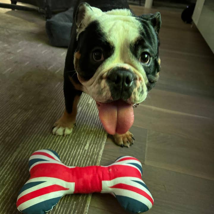PetLondon – wholesale Pet plush toy – Dog – Union Jack Dog Bone Plush Toy UK London size Mini4
