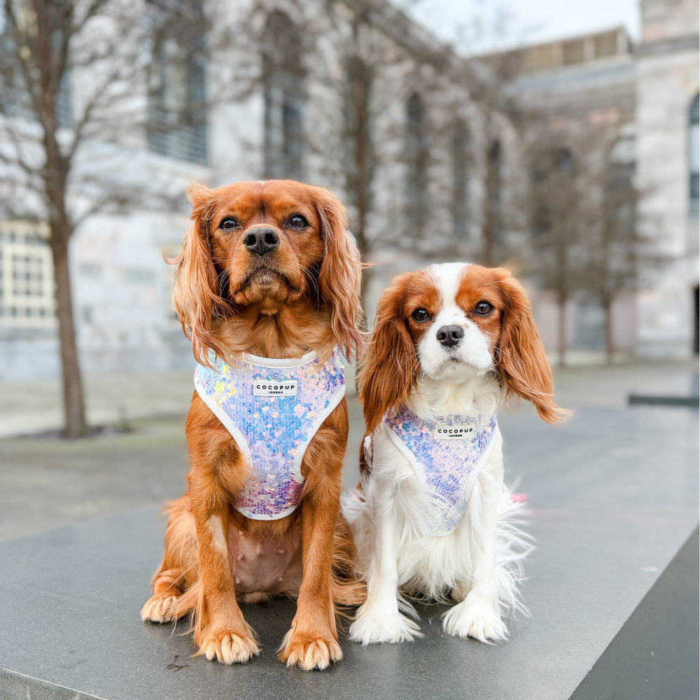Cocopup London - Vendita all'ingrosso Pettorina - Cani - Imbracatura LUXE Party con Paillettes Olografiche32