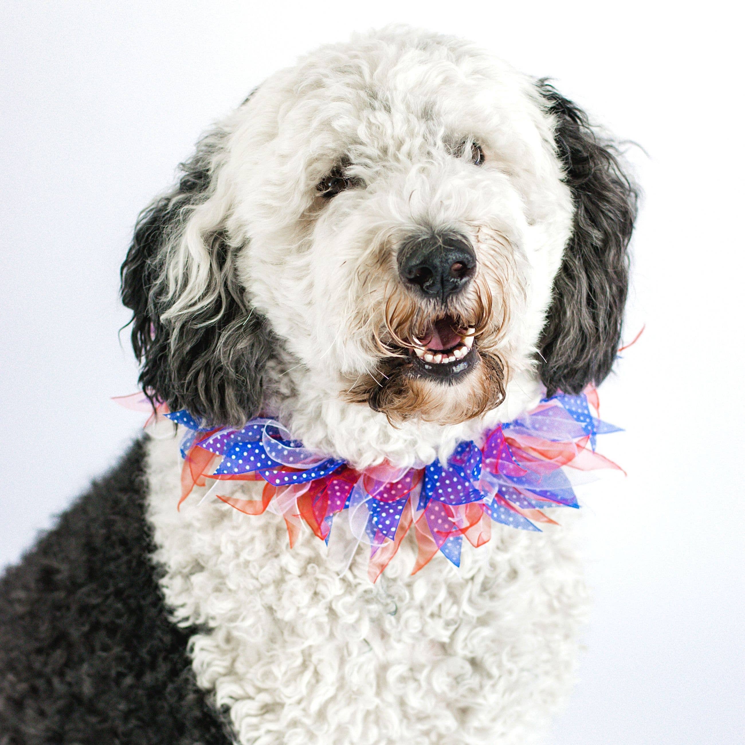 Midlee Designs - Wholesale Pet Collar - Dog - Midlee Patriotic Dots 4th of July Decorative Dog Collar1