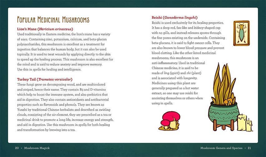 Hachette Book Group - Wholesale Nature & Outdoors - Mushroom Magick by Shawn Engel6