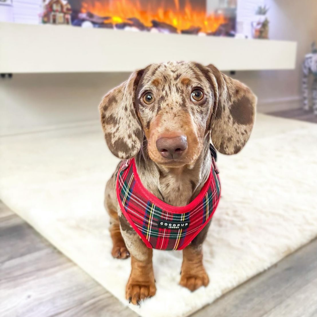 Cocopup London - Wholesale Tuig voor huisdieren - Hond - Tartan Verstelbaar NekHARNAS33