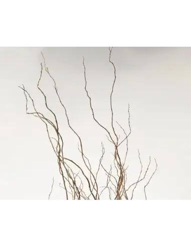 Florasource - Wholesale Fresh Cut Flowers - Curly Willow TIPS 150 stems BULK BOX1