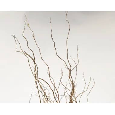 Florasource - Wholesale Fresh Cut Flowers - Curly Willow TIPS 150 stems BULK BOX1