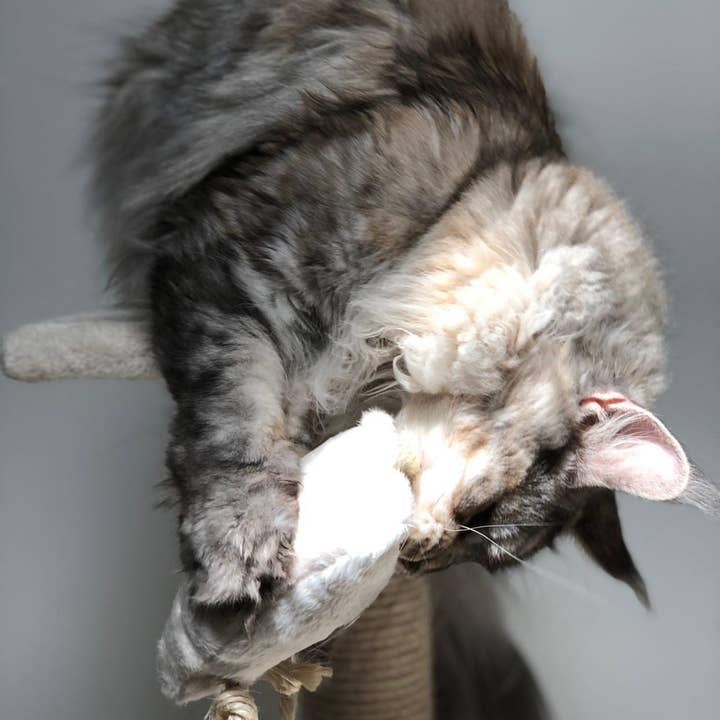 Evident - Wholesale Pet Toy - Cat - SCARLETT' - Calming valerian plush for cats2