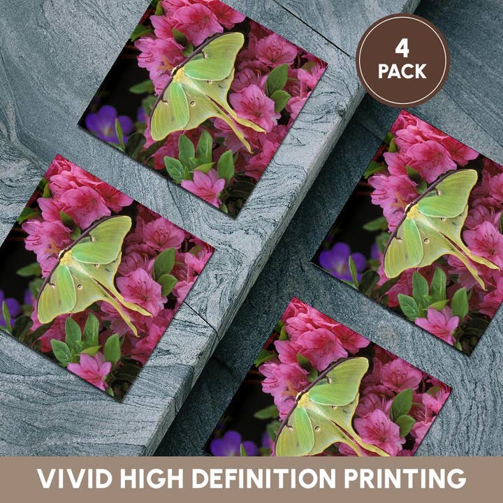 3dRose - Wholesale Coasters - 3dRose, USA, Pennsylvania, Luna moth insect, pink azaleas - US39 BJA0010 - Jaynes Gallery, Coaster5