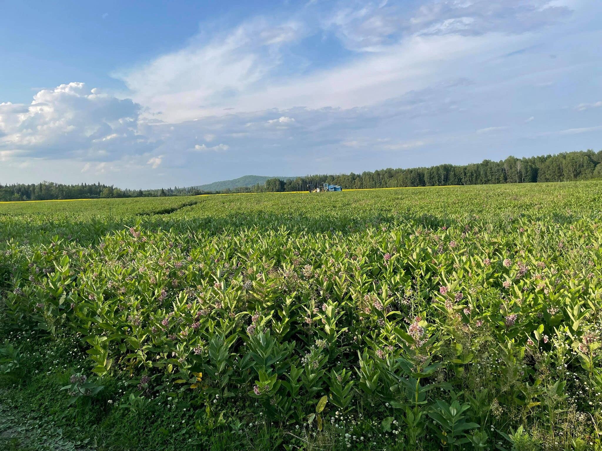 Lasclay - Wholesale Nekwarmer/Snood - Dames - Geïsoleerde gewatteerde nekwarmer/hoes met kroontjeskruid7