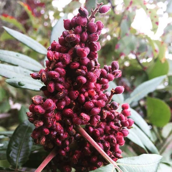 Burlap & Barrel - Wholesale Dried Spice - Cured Sumac (Sumak) - Single Origin Spice & Seasoning