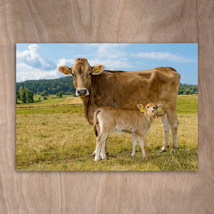Postcard Eye0318 cow calf Allgäu brown cattle for wholesale by eye-comm