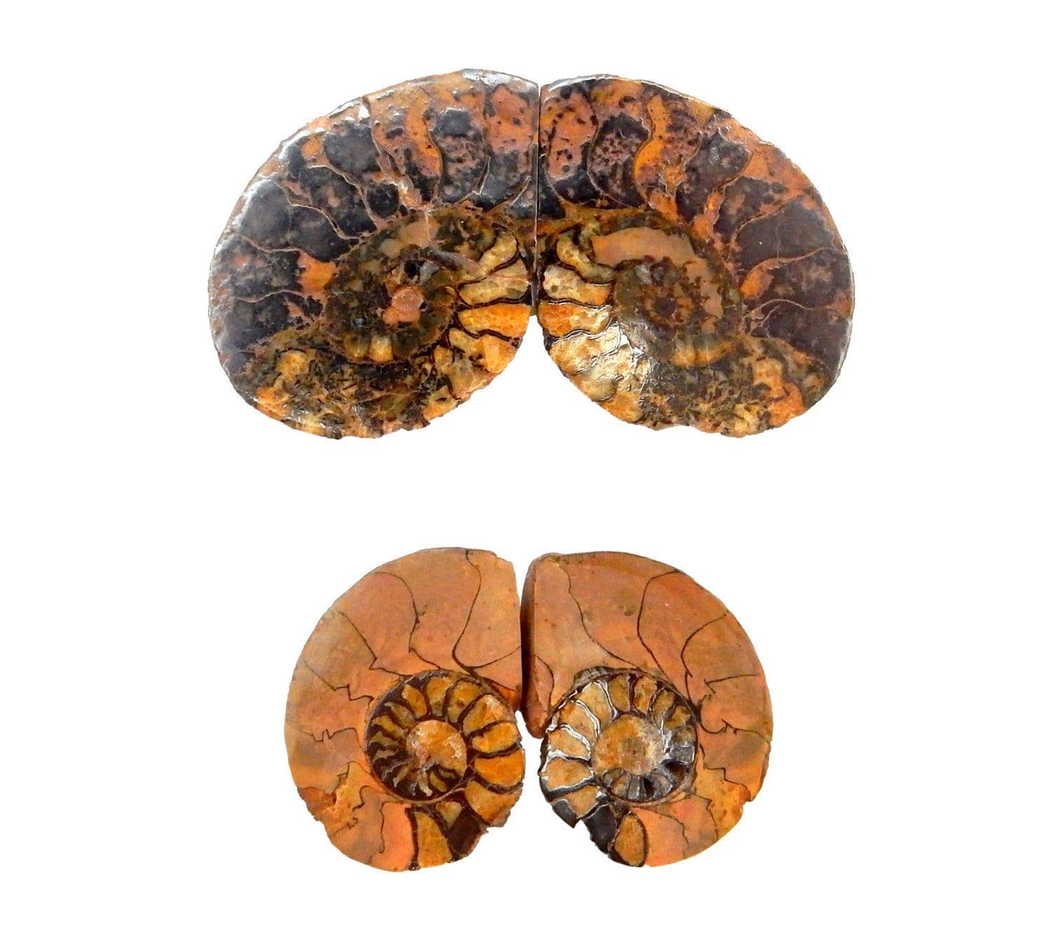 Rock Paradise - Wholesale Spiritual Stone/Crystal - Hematite Ammonite Fossil Pair - Medium1