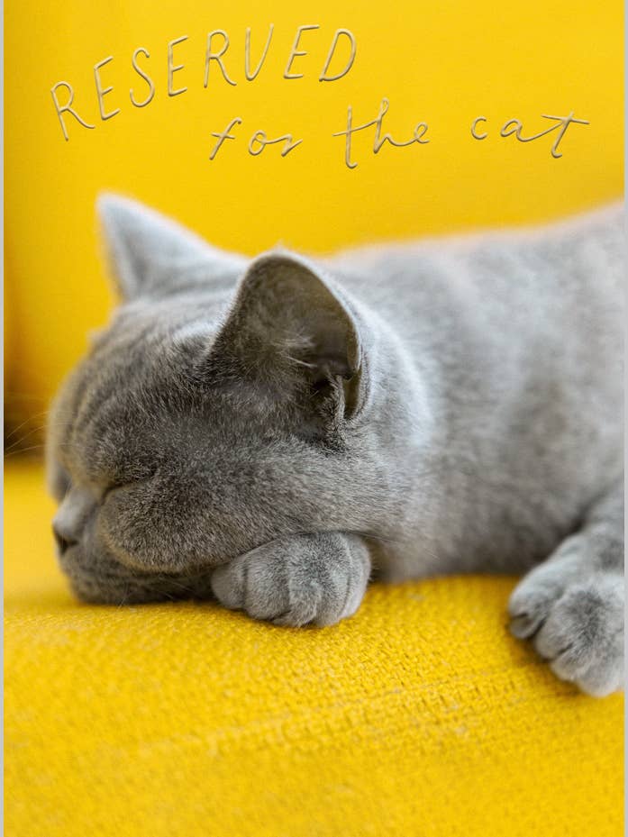 Reserved for the cat for wholesale by Abacus Cards and Clare Maddicott Publications