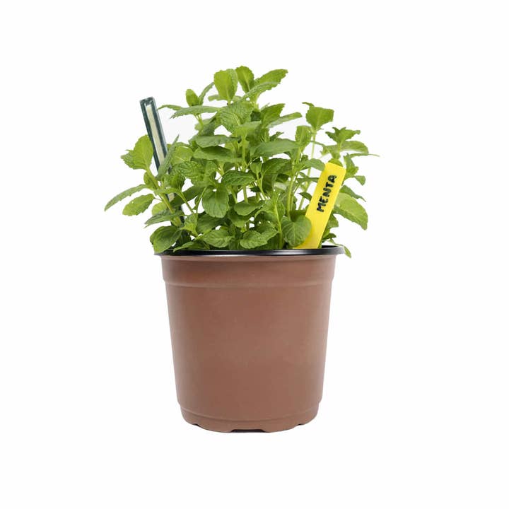 JARDIN Y NATURA OUTDOOR & GARDEN PRODUCTS SL - Venta al por mayor Macetas - Macetas de cultivo Ø9cm (8u) - GROWPOT S1