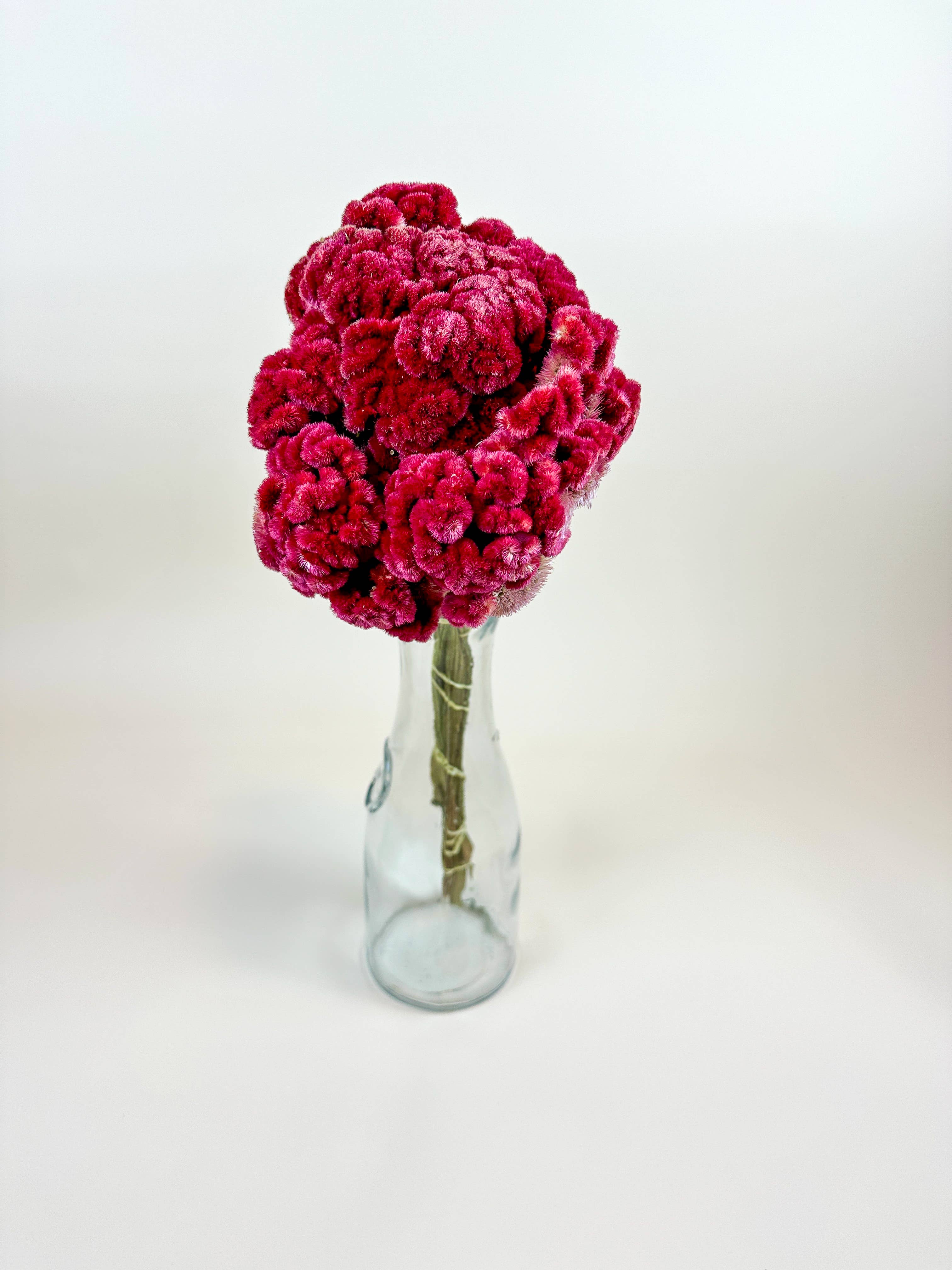 Lovejoy Farms Premium Dried Flowers – Großhandel Getrocknete/gepresste Blumen – Coxcomb (Celosia) – Burgunder-Kollektion1