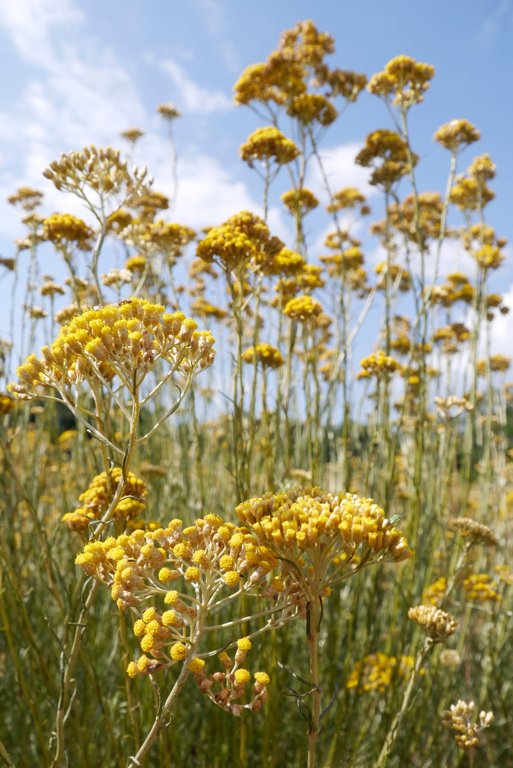 Essences Naturelles Corses – wholesale Eterisk olja – Ekologisk korsikansk immortelle - eterisk olja för aromaterapi - 5 ml1
