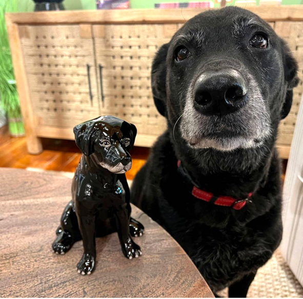 Sea Island Imports, Inc. - Wholesale Money/Piggy Bank - Bank, Black Lab2