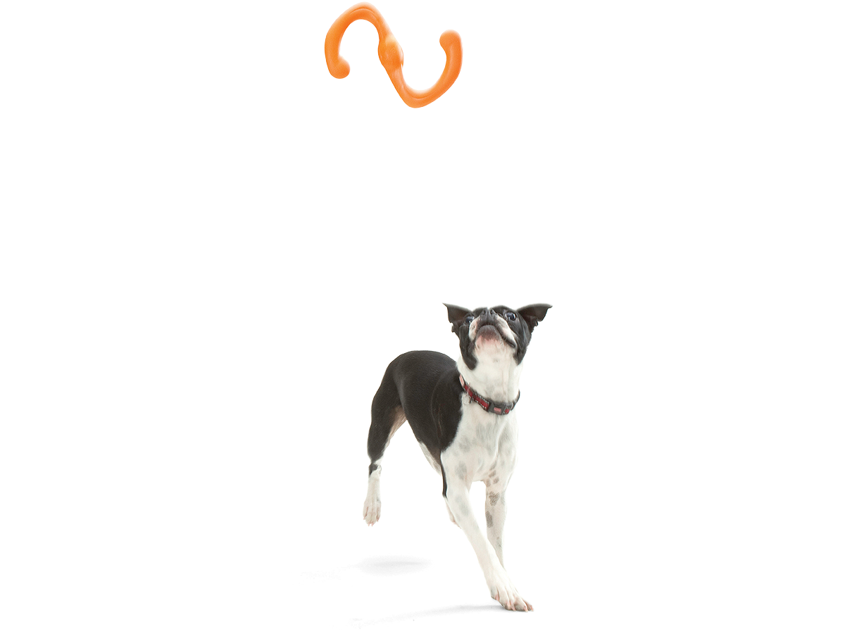 West Paw - Wholesale Pet Chew Toy - Dog - Bumi® Dog Toy for Chew, Tug, and Fetch2