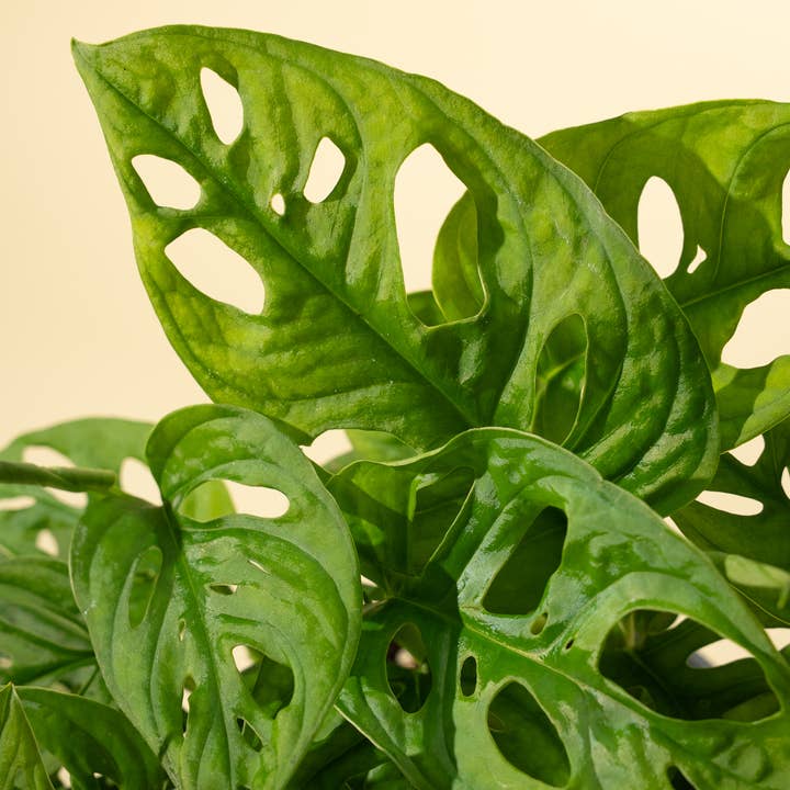 BWH Plant Co - Wholesale Live Plant - 6" Monstera Adansonii 'Swiss Cheese' Wide Form (Hanging Basket)