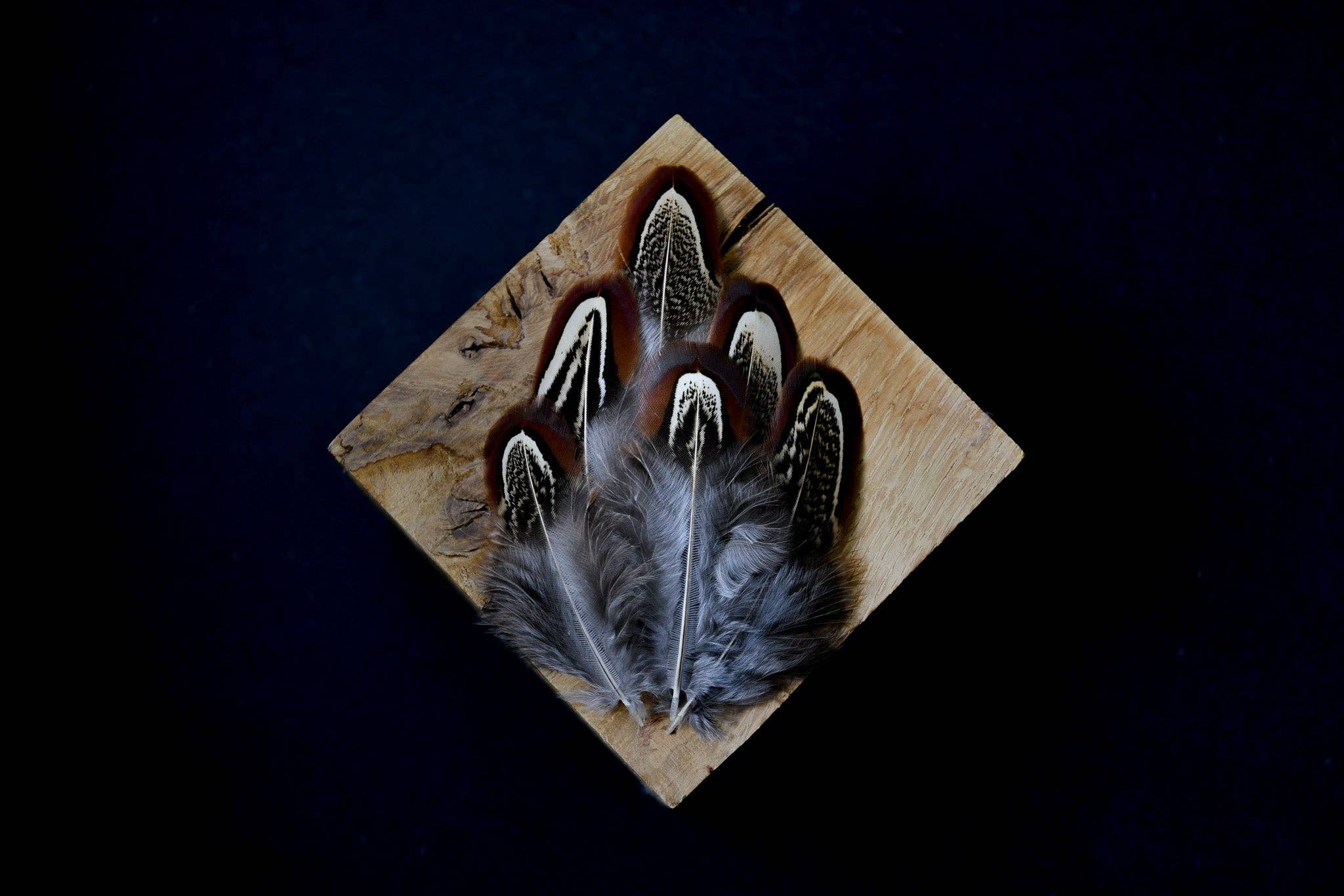 Plumes Naturelles – wholesale Feathers – Pheasant feathers2