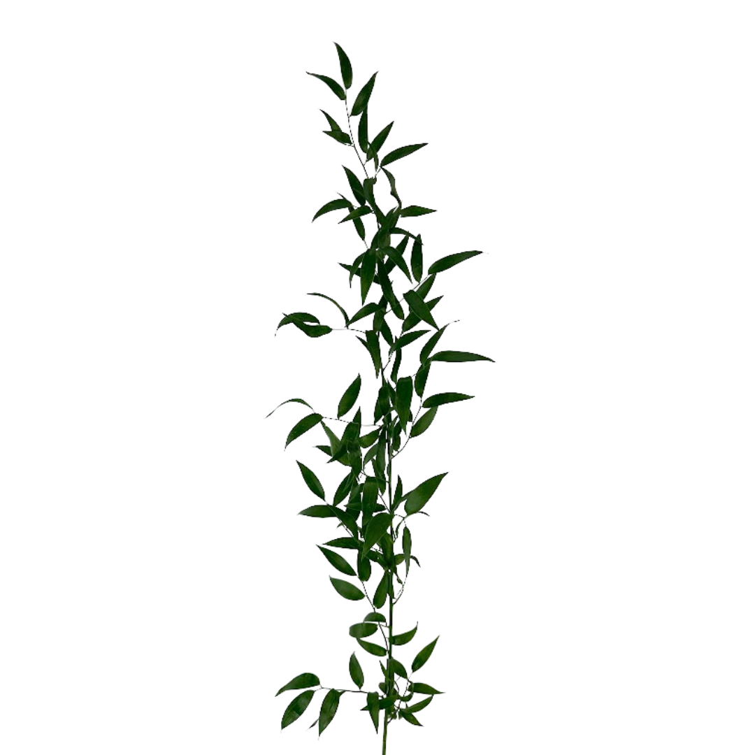 Metro Flower Market – Flores naturais por atacado – Ruscus Italiano XXL - Flores Frescas Cortadas1