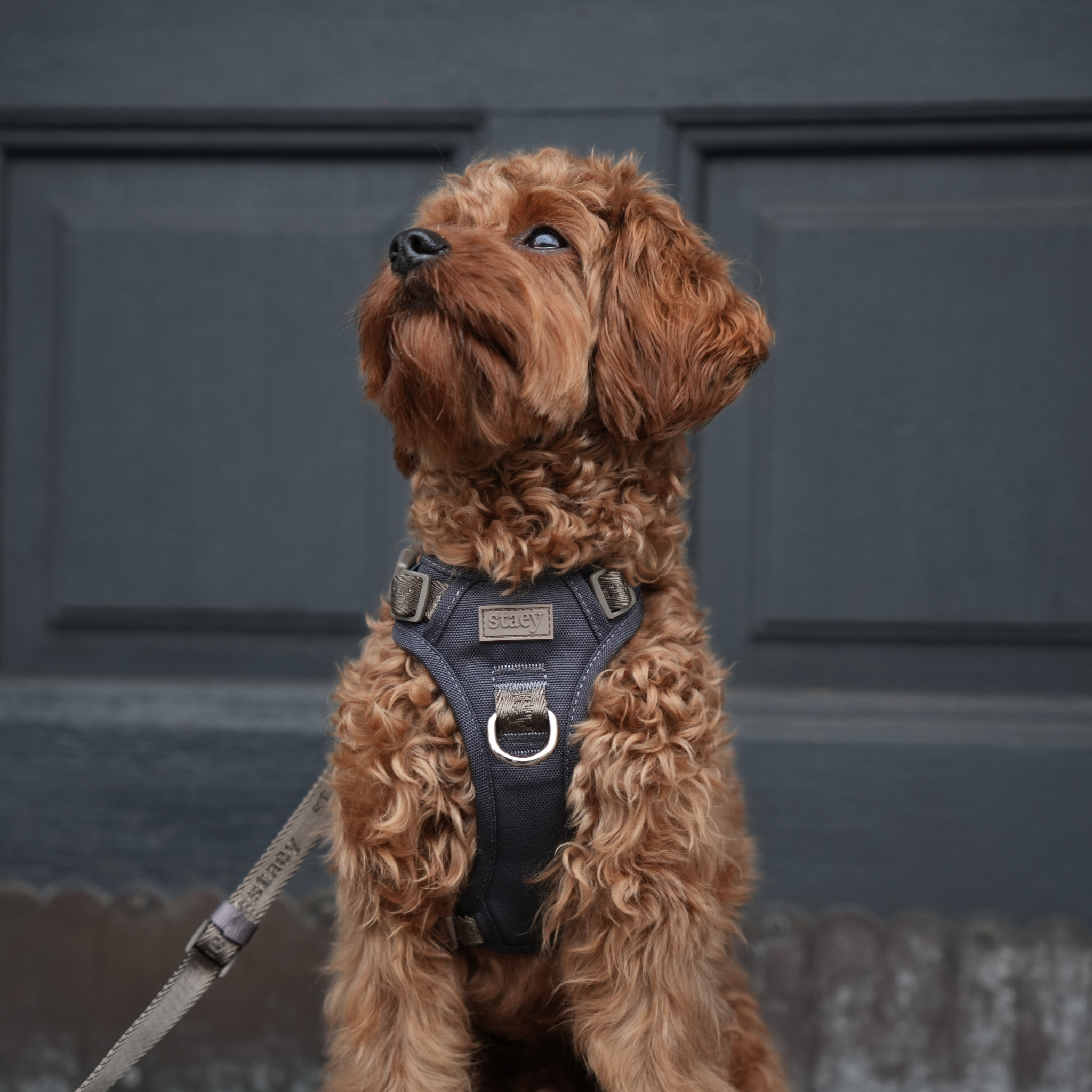 Staey – Großhandel Haustiergeschirr – Hund – Elma Active Hundegeschirr | Storm7