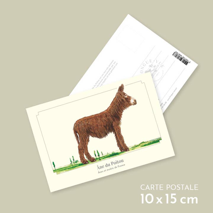Poitou donkey - Postcard for wholesale by Longue-vue