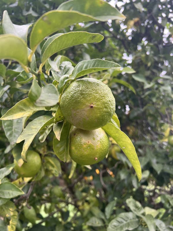 Essences Naturelles Corses - Wholesale Essential Oil - Organic bergamot - Essence - Aromatherapy - 10ml3