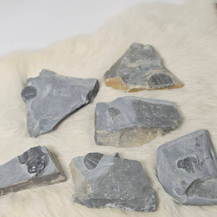 Trilobite Flats ~ Spécimens de fossiles ~ Minéraux & Cristaux pour la vente par Aquamarine Daydream Wholesale