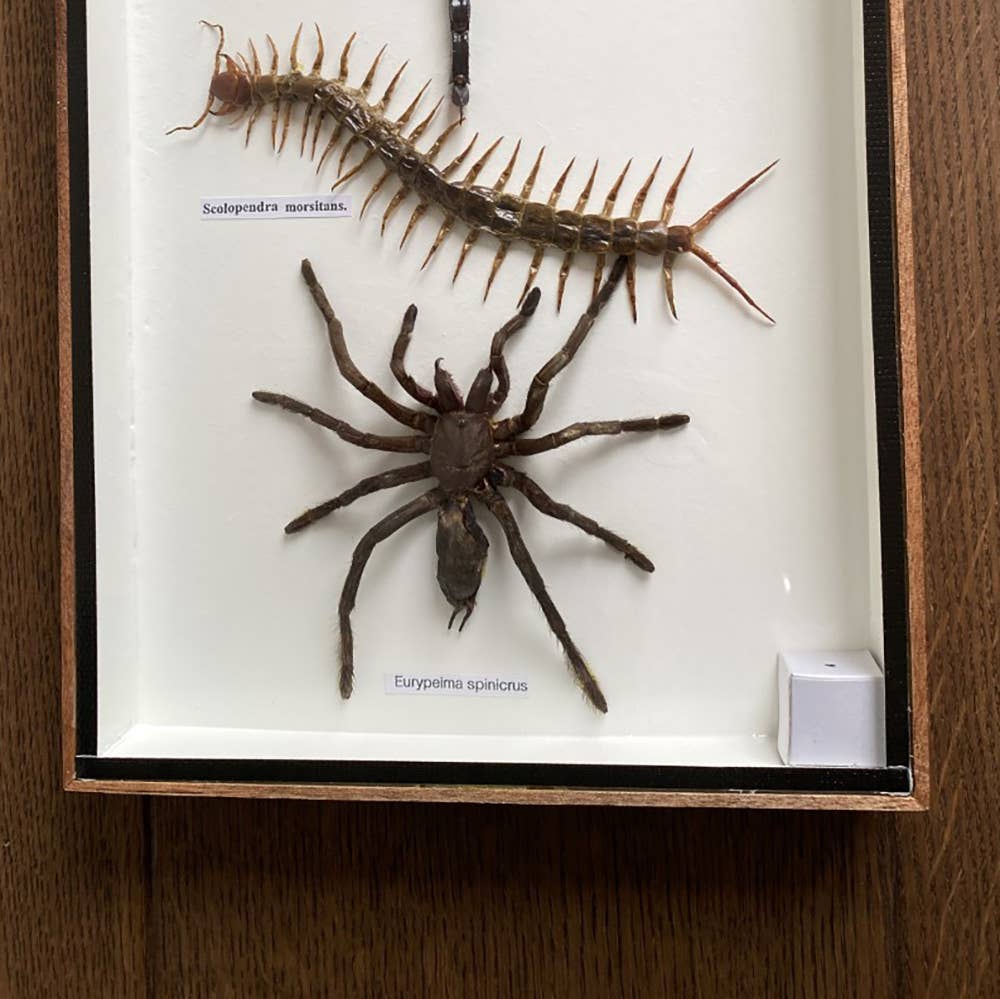 VIE - Wholesale Wall Accent - Framed Insect, Assorted49