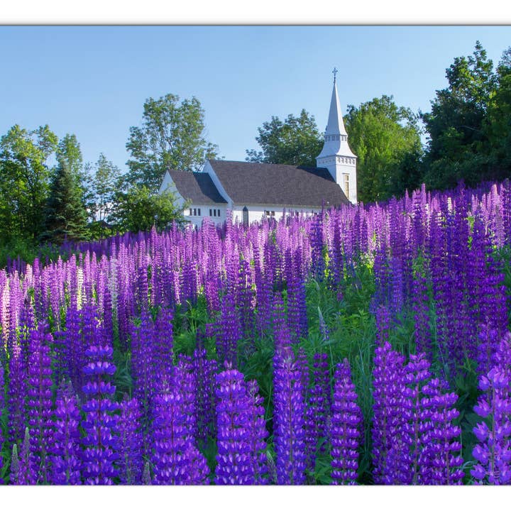 Lupine Church Glass Panel by Chris Whiton for wholesale by American Brand Studio