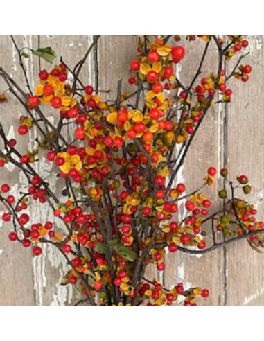 Florasource - Wholesale Fresh Cut Flowers - Bittersweet BULK BOX 12 Bunches0