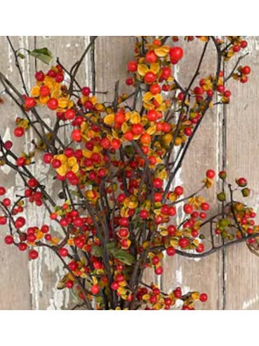 Bittersweet BULK BOX 12 Bunches for wholesale by Florasource