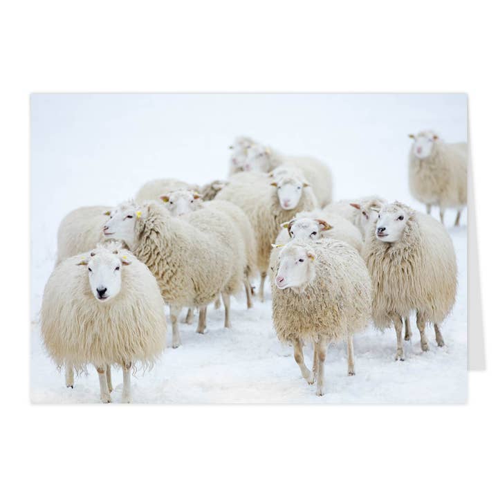 Tarjeta plegable "Ovejita en la nieve" para venta al por mayor de paruspaper. nutzfeine papeterie