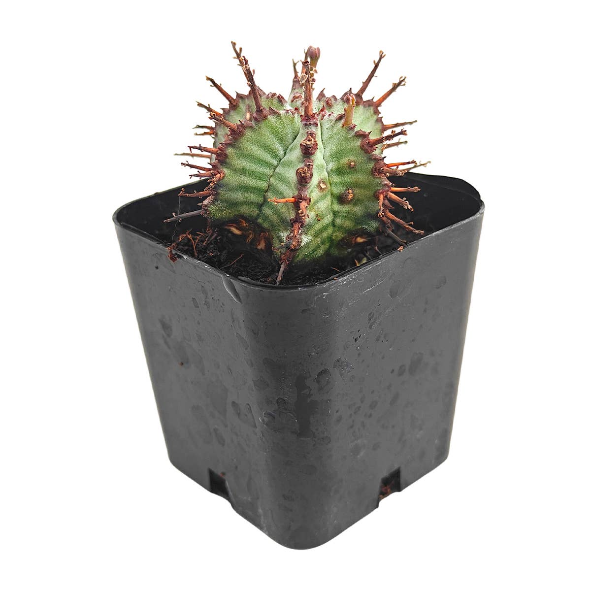 Best Plant Friend - Wholesale Succulent - Euphorbia Horrida Rare Cactus 2in Pot, Unique Succulent Gift1