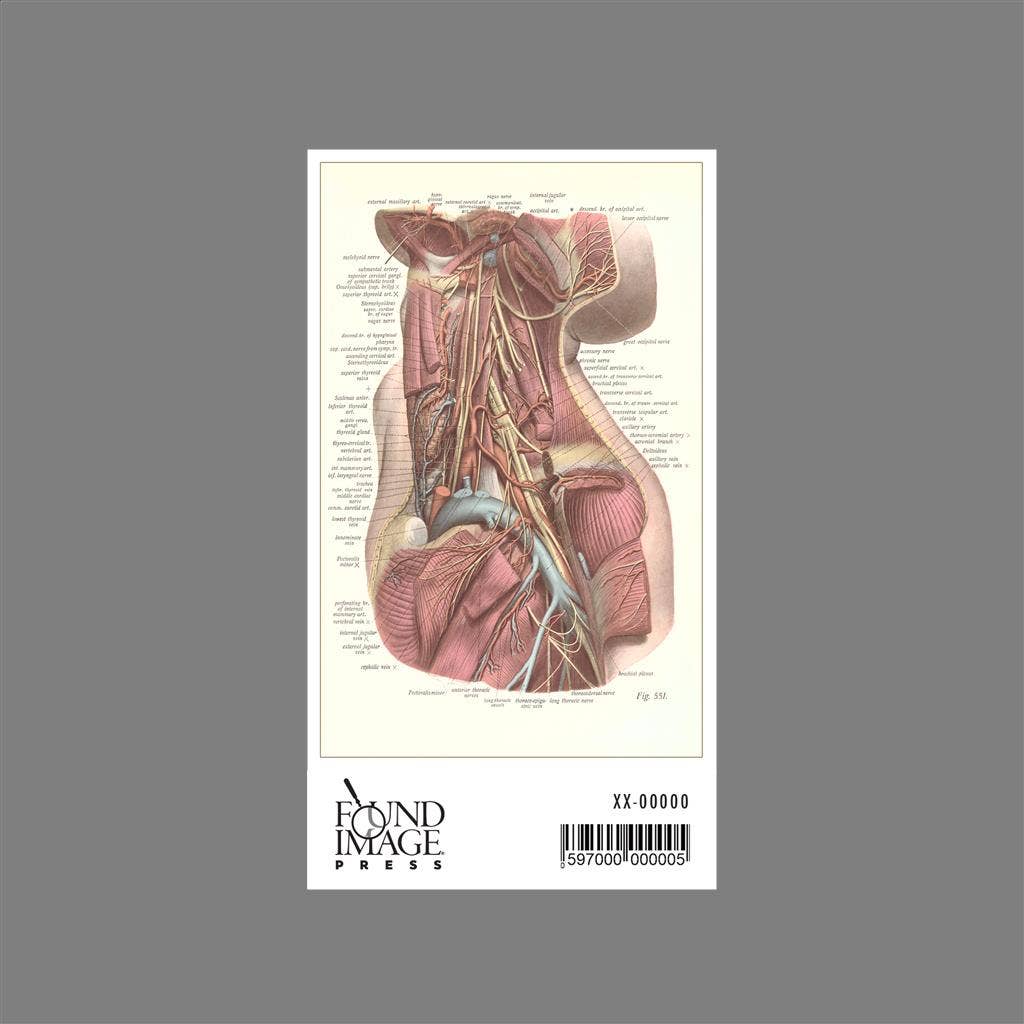 Found Image Press - Wholesale Sticker - Sticker AY-26 Interior of the Neck1