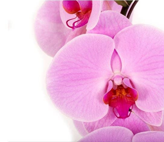 The Little Botanical – wholesale Live plant – Living Orchid moss in a concrete ceramic planter12